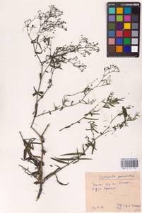 Качим метельчатый L., Восточная Европа, Южно-Украинский район (E12) (Украина)