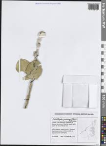 Калотропис высокий (Aiton) W.T.Aiton, Зарубежная Азия (ASIA) (ОАЭ)