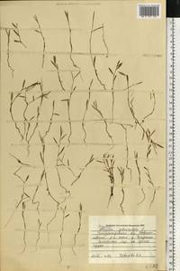 Спорыш, Восточная Европа, Южно-Украинский район (E12) (Украина)