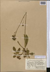Pilosella aurantiaca subsp. aurantiaca, Средняя Азия и Казахстан, Северный и Центральный Тянь-Шань (M4) (Киргизия)