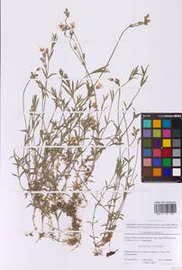 Ясколка полевая L., Восточная Европа, Московская область и Москва (E4a) (Россия)