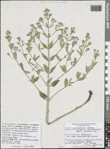 Nepeta ucranica subsp. parviflora (M.Bieb.) M.Masclans, Восточная Европа, Центральный лесостепной район (E6) (Россия)