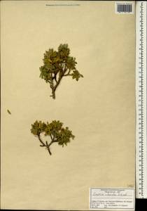 Волчеягодник маслиноподобный, Зарубежная Азия (ASIA) (Турция)