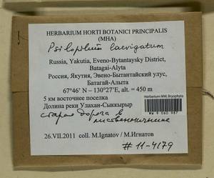 Psilopilum laevigatum (Wahlenb.) Lindb., Гербарий мохообразных, Мхи - Якутия (B19) (Россия)