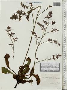 Limonium gmelini (Willd.) Kuntze, Восточная Европа, Нижневолжский район (E9) (Россия)