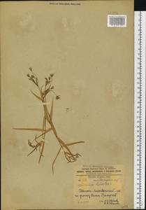 Rabelera holostea (L.) M. T. Sharples & E. A. Tripp, Восточная Европа, Северо-Украинский район (E11) (Украина)