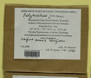 Polytrichum jensenii I. Hagen, Гербарий мохообразных, Мхи - Дальний Восток (без Чукотки и Камчатки) (B20) (Россия)