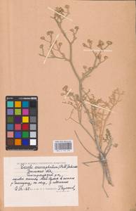 Жабрица пушистоголовая (Pall. ex Spreng.) Schischk., Средняя Азия и Казахстан, Прикаспийский Устюрт и Северное Приаралье (M8) (Казахстан)