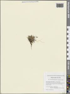 Фиппсия холодолюбивая (Sol.) R.Br., Сибирь, Центральная Сибирь (S3) (Россия)