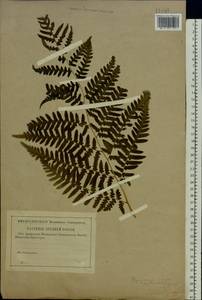 Pteridium aquilinum subsp. pinetorum (C. N. Page & R. R. Mill) J. A. Thomson, Восточная Европа, Волжско-Камский район (E7) (Россия)