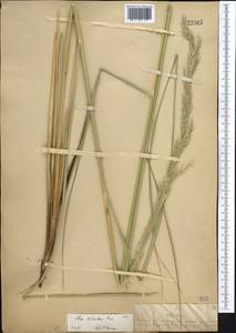 Neotrinia splendens (Trin.) M.Nobis, P.D.Gudkova & A.Nowak, Средняя Азия и Казахстан, Муюнкумы, Прибалхашье и Бетпак-Дала (M9) (Казахстан)