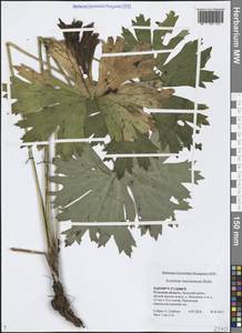 Aconitum lycoctonum subsp. lasiostomum (Rchb.) Warncke, Восточная Европа, Центральный район (E4) (Россия)