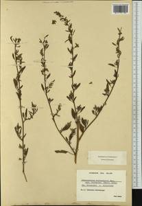Chenopodium berlandieri, Западная Европа (EUR) (Швейцария)