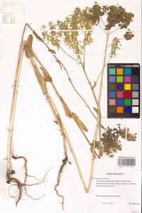 Вайда красильная L., Восточная Европа, Центральный район (E4) (Россия)