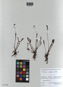 KUZ 001 987, Drosera ×anglica Huds., Сибирь, Алтай и Саяны (S2) (Россия)