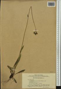 Pilosella bauhini subsp. magyarica (Peter) S. Bräut., Западная Европа (EUR) (Польша)
