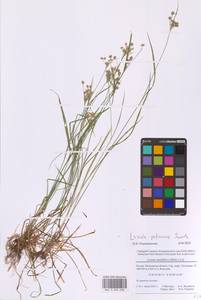 Ожика бледная Sw., Восточная Европа, Московская область и Москва (E4a) (Россия)