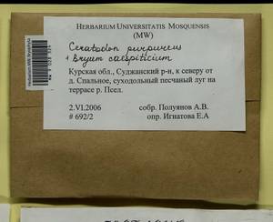 Ceratodon purpureus (Hedw.) Brid., Гербарий мохообразных, Мхи - Центральное Черноземье (B10) (Россия)
