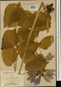 Колокольчик широколистный L., Кавказ, Южная Осетия (K4b) (Южная Осетия)