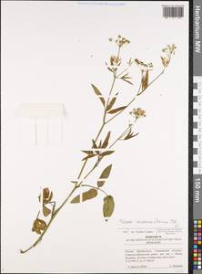 Поручейник сахарный L., Восточная Европа, Средневолжский район (E8) (Россия)