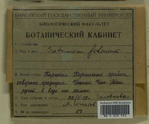 Cratoneuron filicinum (Hedw.) Spruce, Гербарий мохообразных, Мхи - Средняя Азия и Казахстан (B16) (Киргизия)