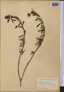 Borrichia arborescens (L.) DC., Америка (AMER) (Куба)