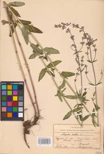 MHA 0 155 634, Котовник голый, Восточная Европа, Центральный лесостепной район (E6) (Россия)