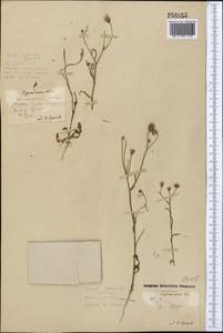 Скерда кровельная L., Средняя Азия и Казахстан, Северный и Центральный Казахстан (M10) (Казахстан)