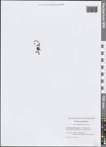 Камнеломка супротивнолистная L., Сибирь, Центральная Сибирь (S3) (Россия)