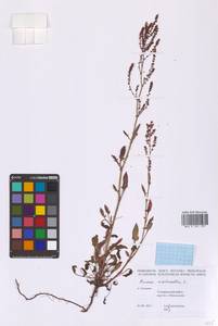 Щавель воробьиный, Щавелек L., Сибирь, Дальний Восток (S6) (Россия)