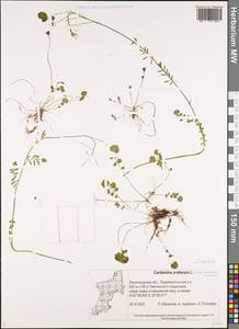 Cardamine pratensis subsp. dentata (Schult.) Celak., Восточная Европа, Северо-Западный район (E2) (Россия)