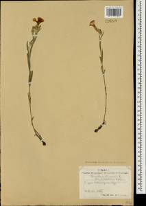 Гвоздика китайская L., Монголия (MONG) (Монголия)
