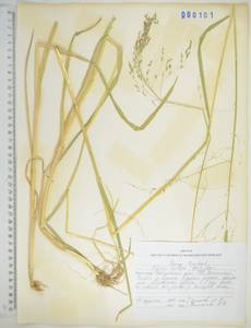KHA101, Манник литовский (Gorski) Gorski, Сибирь, Дальний Восток (S6) (Россия)