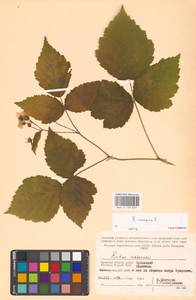 Ежевика сизая L., Восточная Европа, Западный район (E3) (Россия)