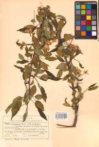 Яблоня лесная Mill., Восточная Европа, Центральный лесостепной район (E6) (Россия)