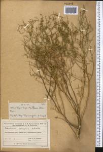 Полынь джунгарская Schrenk, Средняя Азия и Казахстан, Муюнкумы, Прибалхашье и Бетпак-Дала (M9) (Казахстан)