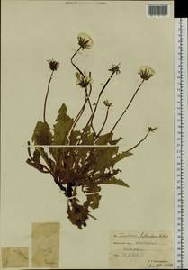 Taraxacum multisectum Kitag., Сибирь, Чукотка и Камчатка (S7) (Россия)