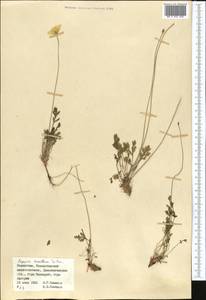 Papaver tenellum Tolm., Средняя Азия и Казахстан, Муюнкумы, Прибалхашье и Бетпак-Дала (M9) (Казахстан)