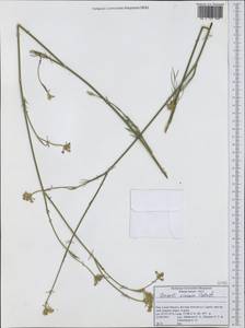 Seseli montanum subsp. tommasinii (Rchb.fil.) Arcang., Западная Европа (EUR) (Италия)