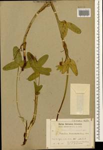 Trifolium biebersteinii Boiss., Кавказ, Армения (K5) (Армения)