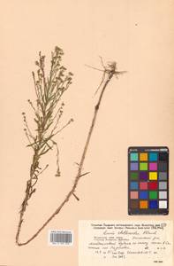 Лен стеллеровидный Planch., Сибирь, Дальний Восток (S6) (Россия)