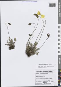 Oreomecon variegata (Tolm.) Krivenko, Сибирь, Центральная Сибирь (S3) (Россия)