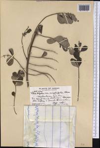Vitex trifolia subsp. litoralis Steenis, Америка (AMER) (США)