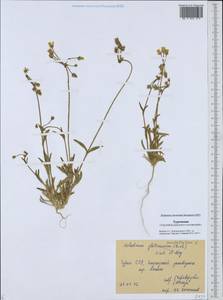 Костенец зонтичный L., Средняя Азия и Казахстан, Каракумы (M6) (Туркмения)