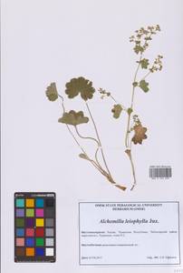 Манжетка гололистная Juz., Восточная Европа, Средневолжский район (E8) (Россия)