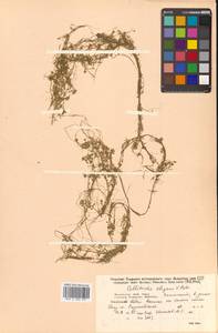 Callitriche palustris subsp. palustris, Сибирь, Дальний Восток (S6) (Россия)