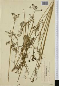 Meum athamanticum Jacq., Западная Европа (EUR) (Чехия)