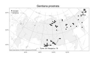 Gentiana prostrata, Горечавка простертая Haenke, Атлас флоры России (FLORUS) (Россия)