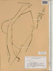 Мятлик обыкновенный L., Восточная Европа, Белоруссия (E3a) (Белоруссия)