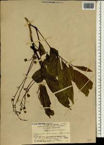 Harpullia cupanioides Roxb., Зарубежная Азия (ASIA) (КНР)